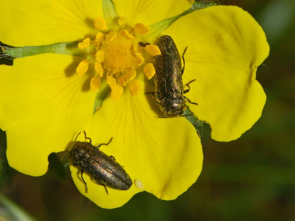 Coraebus elatus (Buprestidae)